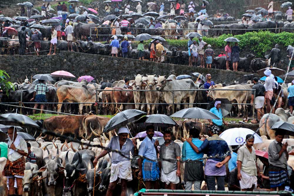 Beef Ban Kerala